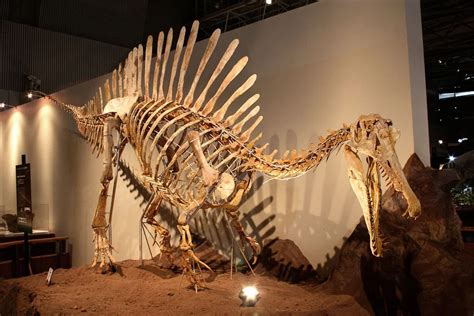 where was spinosaurus found